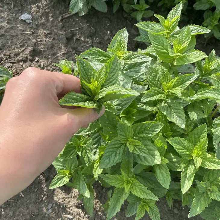 Peppermint Leaf Tea | Single Origin | Loose Leaf | Organic
